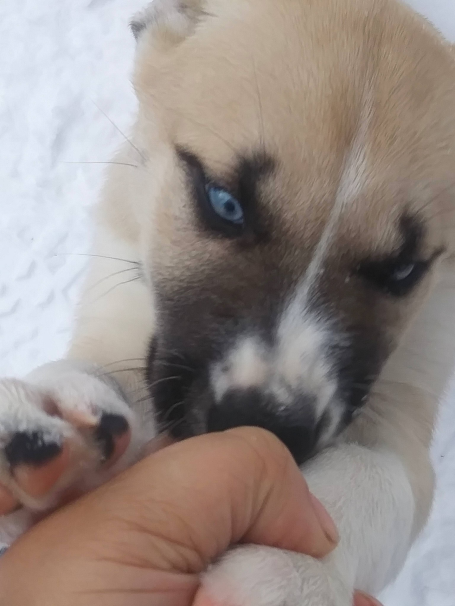 Galadriel joined the competition — help win amazing prizes! canidae, carnivore, companion_dog, dog, dog_breed, fawn, mammal, nose, puppy, puppy_love, rare_breed_dog, snout