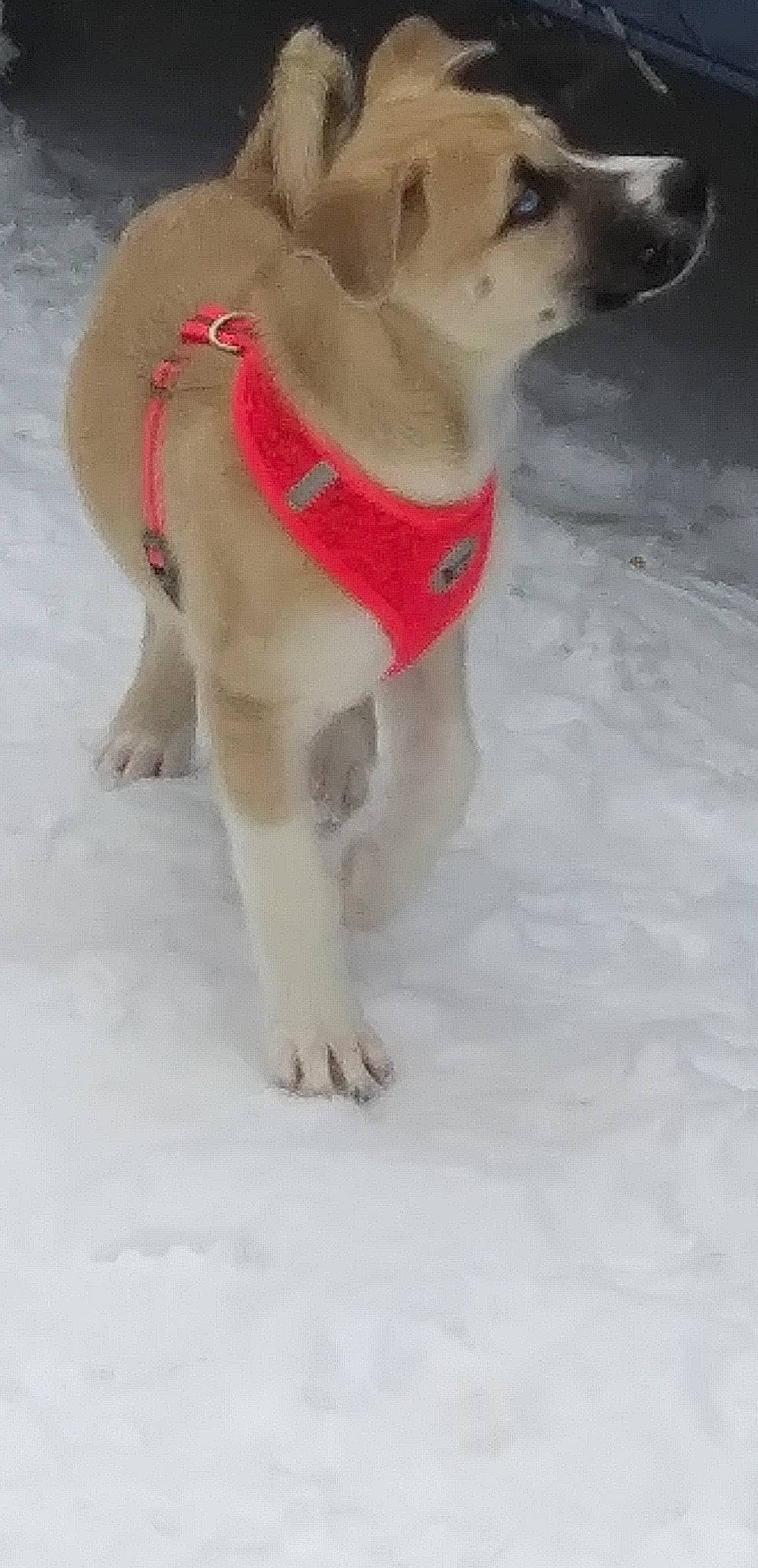 Galadriel is registered to the contest to win money with this photo: canidae, carnivore, dog, dog_breed, dog_clothes, fawn, labrador_retriever, mammal, paw, retriever, snout, snow, sporting_group, tail, weimaraner