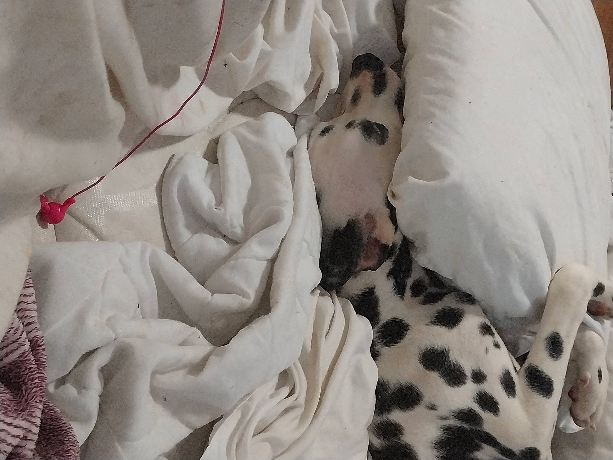 Bambi joined the competition — help win amazing prizes! bed_sheet, comfort, flower, font, fur, happy, hybrid_tea_rose, linens, monochrome, monochrome_photography, pattern, peach, petal, plant, room, rose, rose_family, rose_order, sleeve, textile