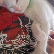 Luna is registered to the contest to win money with this photo: kitten, white_cat, sleepy, green_collar, paw, close_up, person, tshirt, graphic_tshirt, red, black, hand, furry, cute, pet, animal, indoor, resting, cozy, snuggling