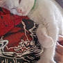 kitten, white_cat, sleepy, green_collar, paw, close_up, person, tshirt, graphic_tshirt, red, black, hand, furry, cute, pet, animal, indoor, resting, cozy, snuggling