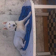 Croc Blanc a rejoint le concours — aidez-le/la à gagner de superbes lots !