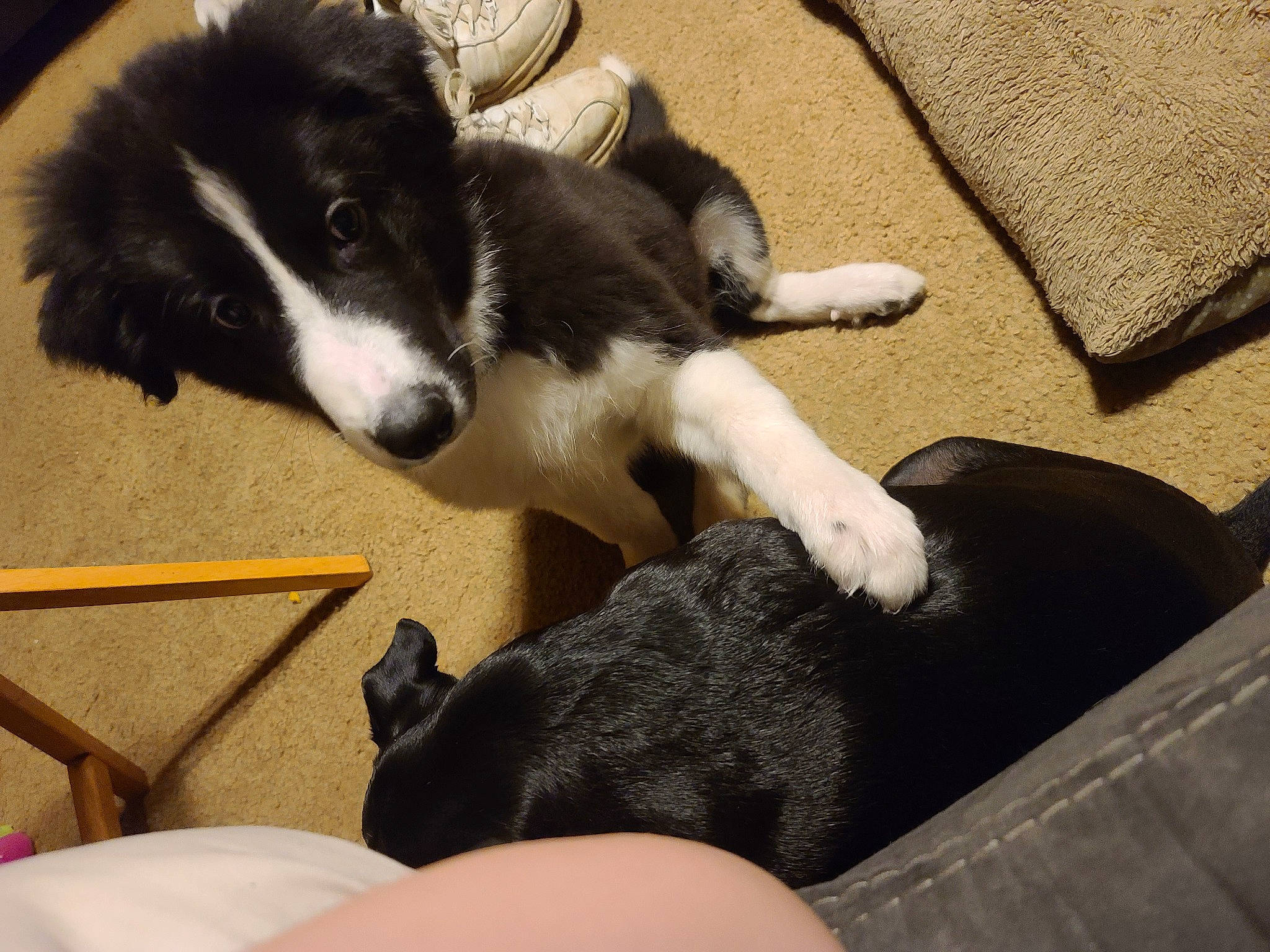 Zuma joined the competition — help win amazing prizes! border_collie, canidae, carnivore, dog, dog_breed, karelian_bear_dog, mammal, sporting_group, vertebrate