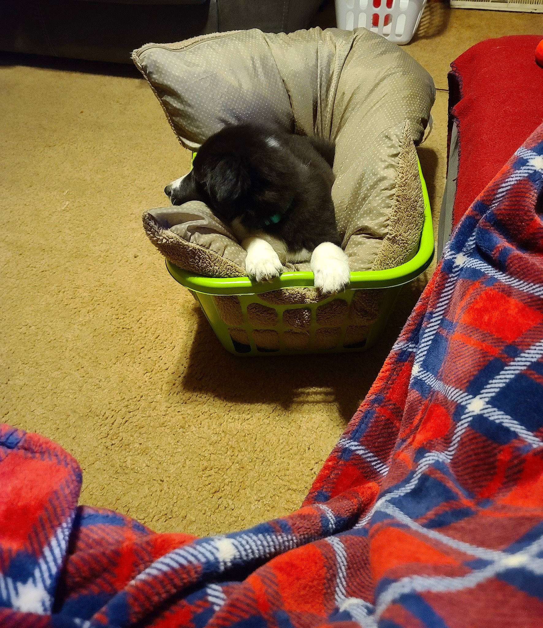 Zuma is registered to the contest to win money with this photo: cat, felidae, nap, small_to_medium_sized_cats, textile