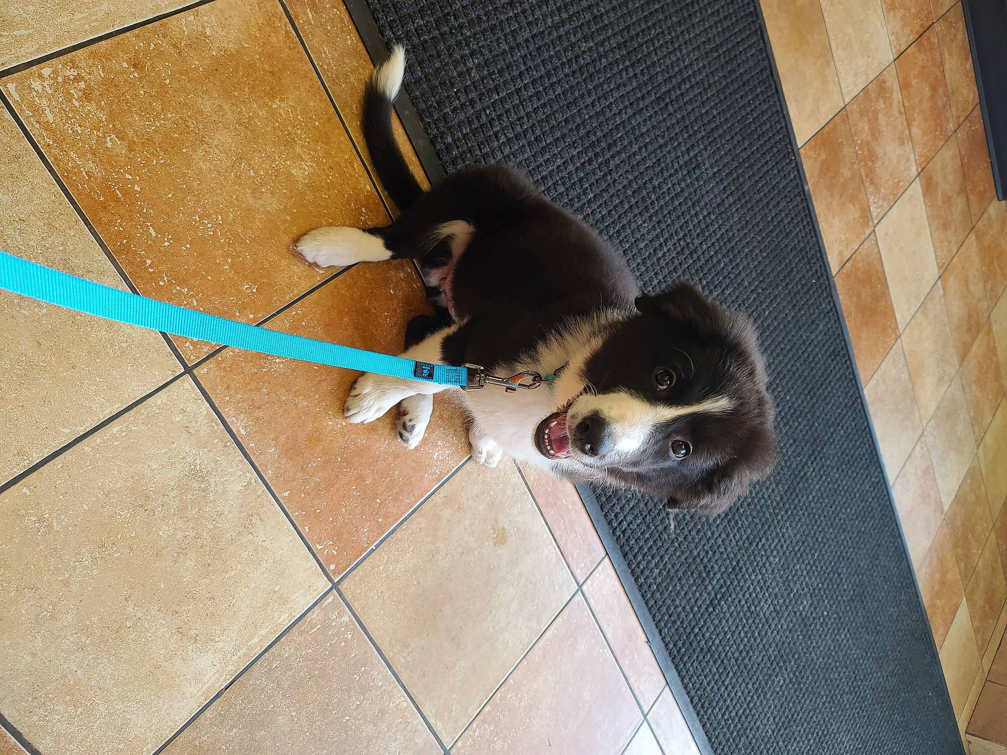 Zuma joined the competition — help win amazing prizes! canidae, carnivore, cat, dog, dog_breed, felidae, floor, mammal, small_to_medium_sized_cats, snout, sporting_group, tail, whiskers