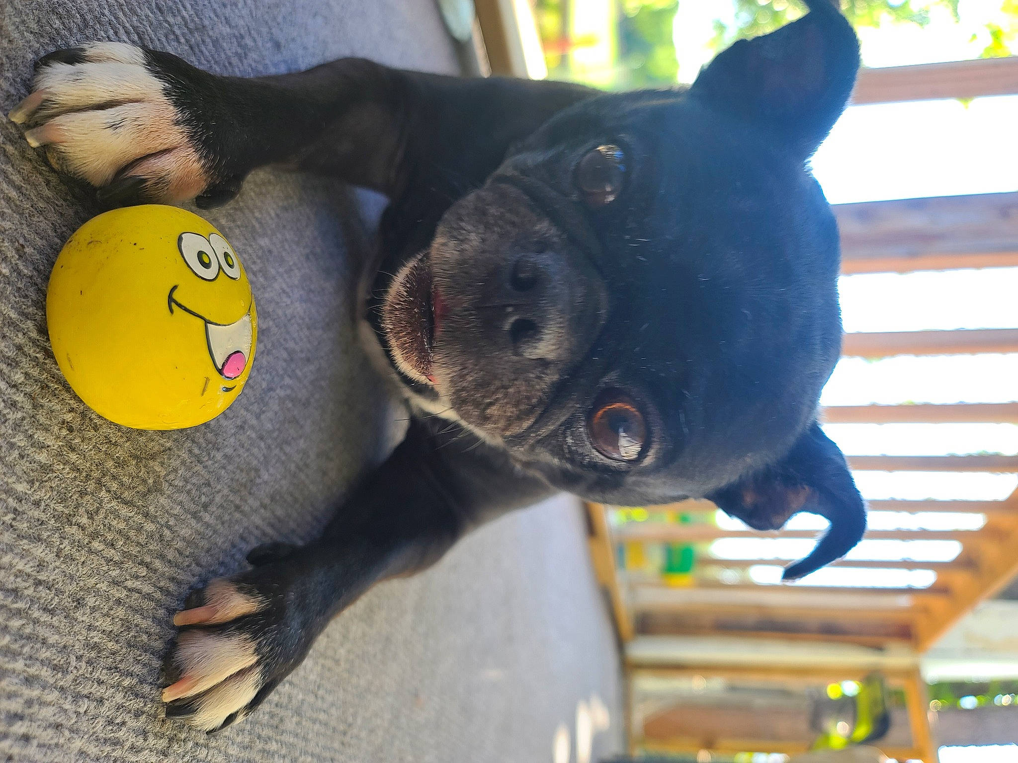 Oreo joined the competition — help win amazing prizes! snout, stuffed_toy