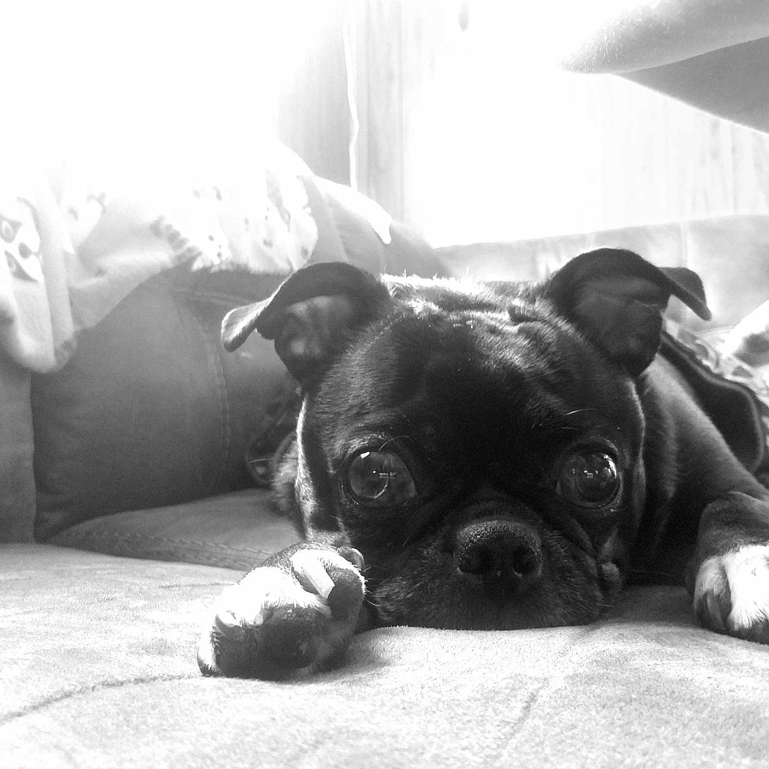 Oreo is registered to the contest to win money with this photo: black, black_and_white, boston_terrier, carnivoran, dog, dog_breed, dog_breed_group, dog_like_mammal, french_bulldog, mammal, monochrome, monochrome_photography, nose, pug, puppy, puppy_love, snout, toy_bulldog, vertebrate, whiskers