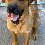 Loomis joined the competition — help win amazing prizes! dog, canine, pet, animal, outdoor, fence, collar, tongue_out, happy, brown_coat, sitting, looking_up, ears, paw, tail, concrete, close_up, friendly, alert, companion