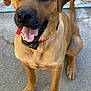 dog, canine, pet, animal, outdoor, fence, collar, tongue_out, happy, brown_coat, sitting, looking_up, ears, paw, tail, concrete, close_up, friendly, alert, companion