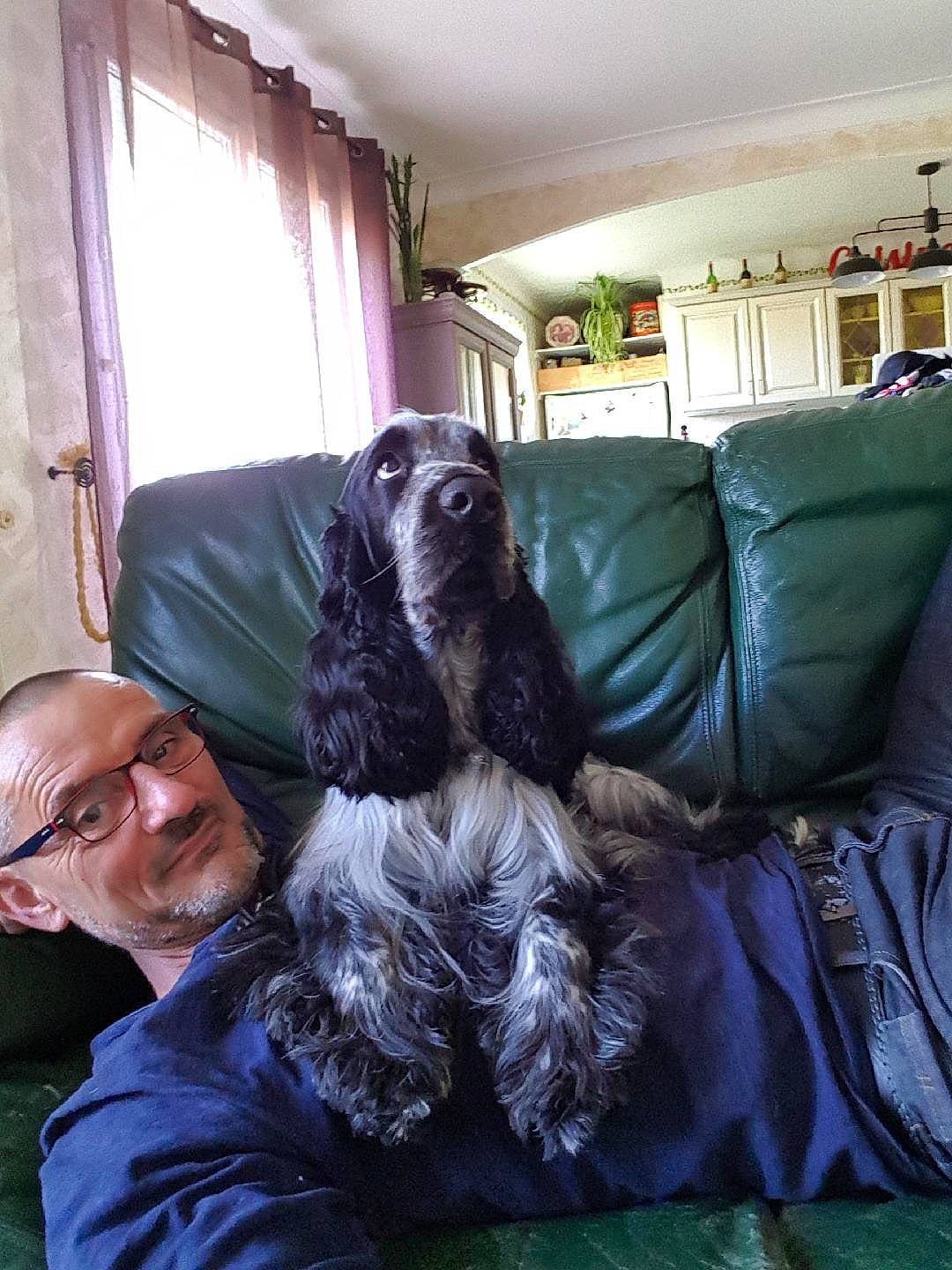 Mango a rejoint le concours — aidez-le/la à gagner de superbes lots ! american_cocker_spaniel, carnivoran, cockapoo, dog, dog_breed, dog_breed_group, dog_like_mammal, english_cocker_spaniel, mammal, person, schapendoes, spaniel, sporting_group, vertebrate