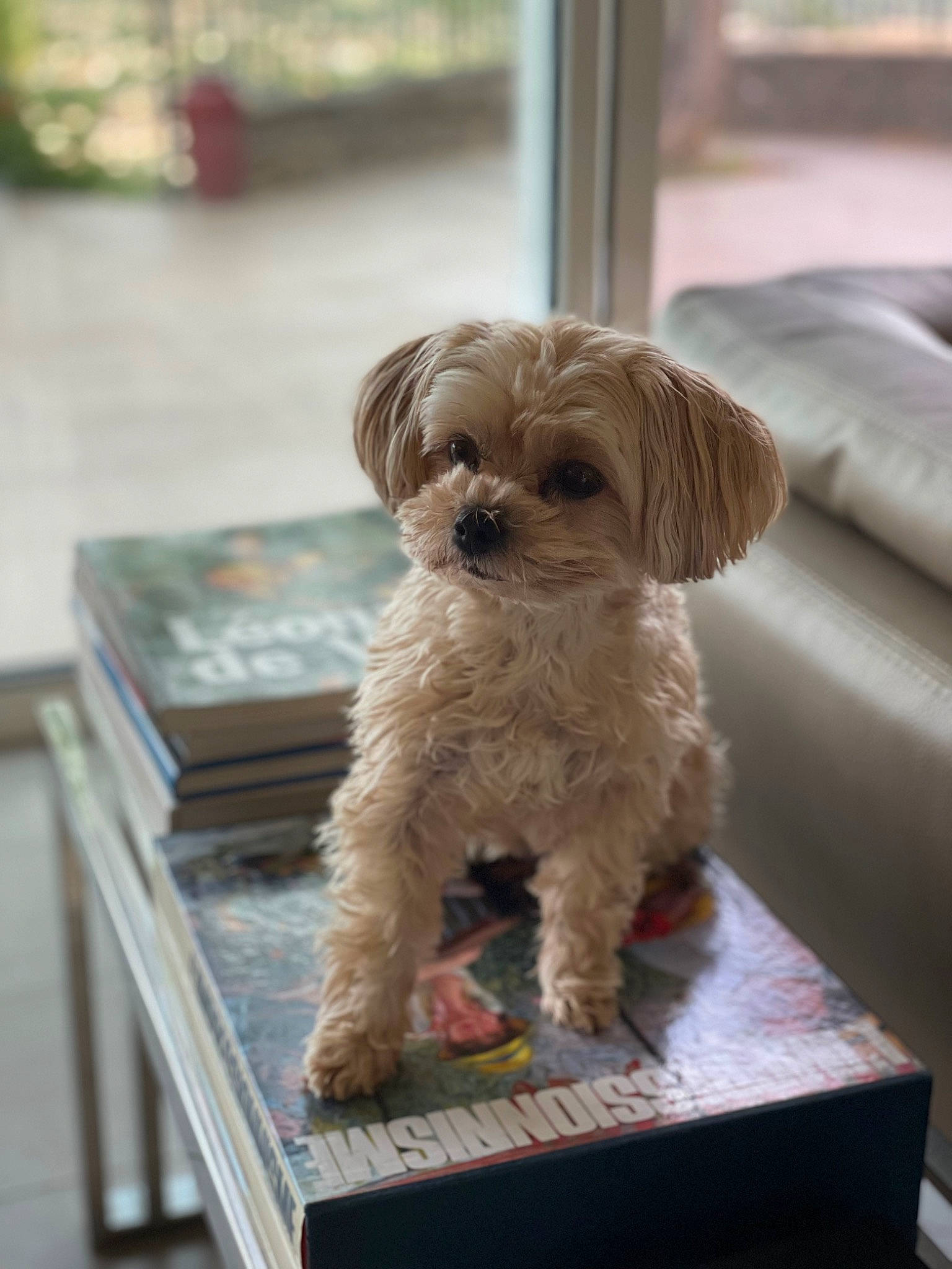 Moly a rejoint le concours — aidez-le/la à gagner de superbes lots ! canidae, carnivore, companion_dog, dog, dog_breed, fawn, fur, liver, maltepoo, puppy_love, shih_tzu, small_terrier, snout, sporting_group, terrier, toy_dog, water_dog, wood, working_animal, yorkipoo