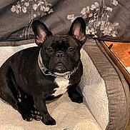 Pippa is registered to the contest to win money with this photo: dog, french_bulldog, pet_bed, black_dog, white_patch, collar, chain_collar, indoor, curtain, floral_pattern, blanket, cozy, animal, paw, resting, cute, companion, pet, furniture, home