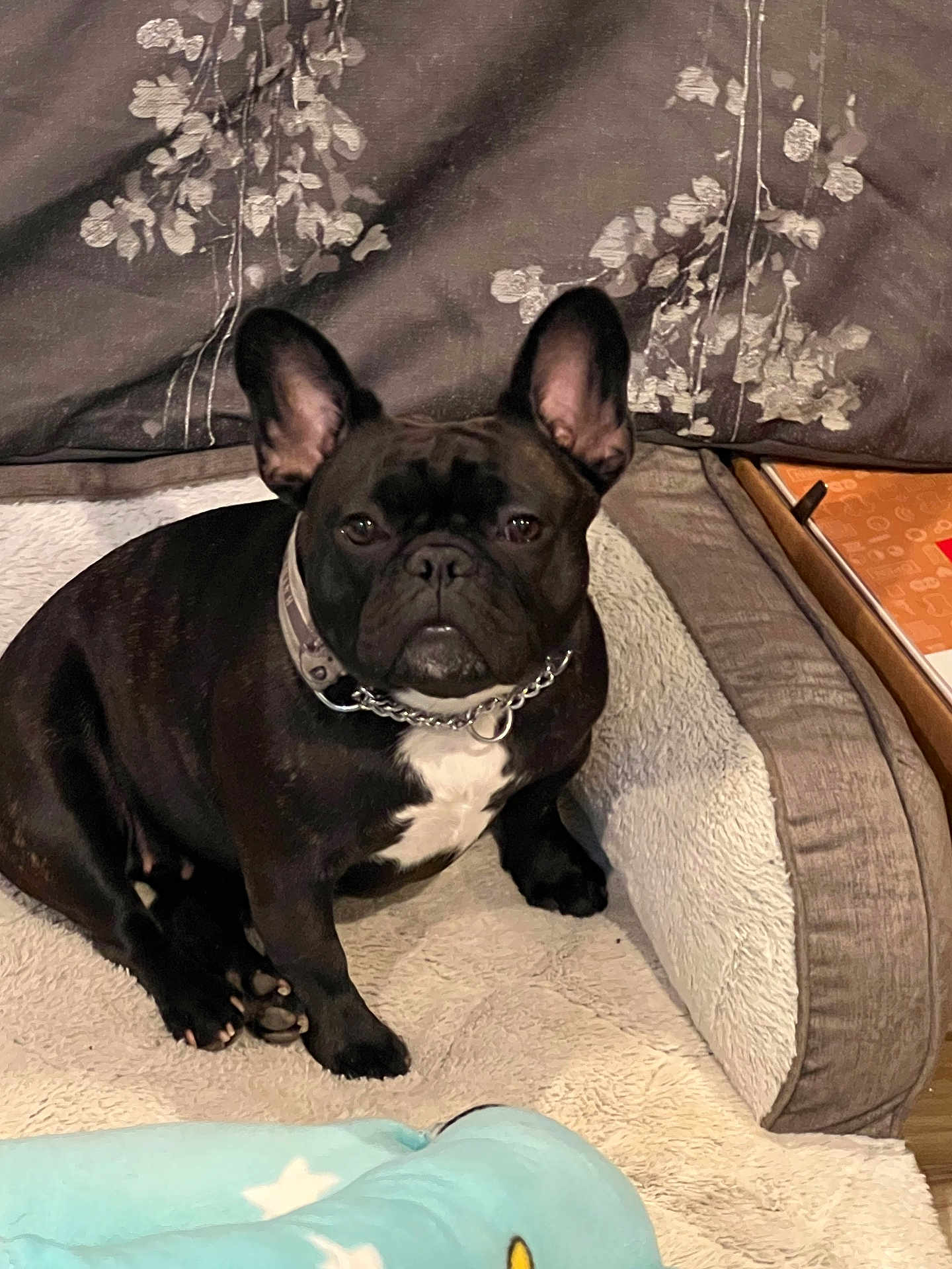 Pippa is registered to the contest to win money with this photo: dog, french_bulldog, pet_bed, black_dog, white_patch, collar, chain_collar, indoor, curtain, floral_pattern, blanket, cozy, animal, paw, resting, cute, companion, pet, furniture, home