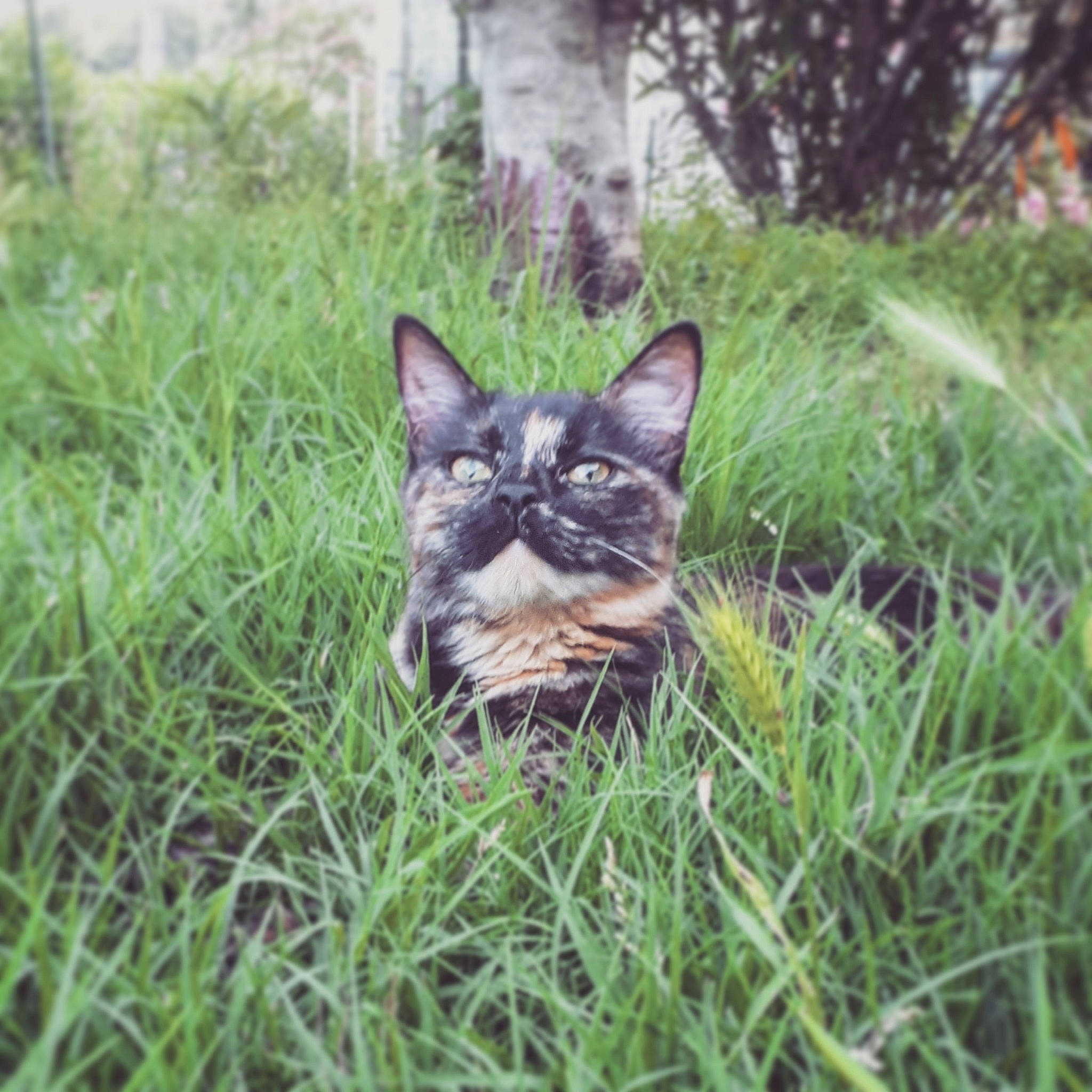 Stella a rejoint le concours — aidez-le/la à gagner de superbes lots ! asian, carnivore, cat, domestic_short_haired_cat, european_shorthair, eye, fawn, felidae, grass, grass_family, green, kitten, lawn, plant, small_to_medium_sized_cats, snout, tabby_cat, whiskers, wild_cat, wildlife