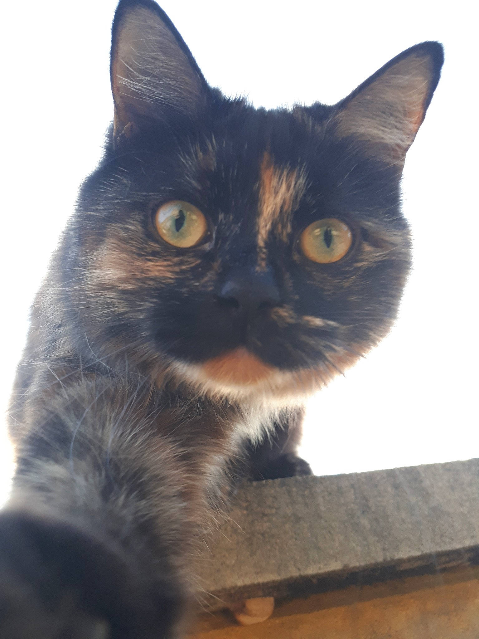 Stella participe au concours pour gagner de l'argent avec cette photo : american_wirehair, asian, black_cat, bombay, british_shorthair, burmese, carnivore, cat, domestic_short_haired_cat, european_shorthair, felidae, german_rex, korat, mammal, ojos_azules, small_to_medium_sized_cats, snout, vertebrate, whiskers