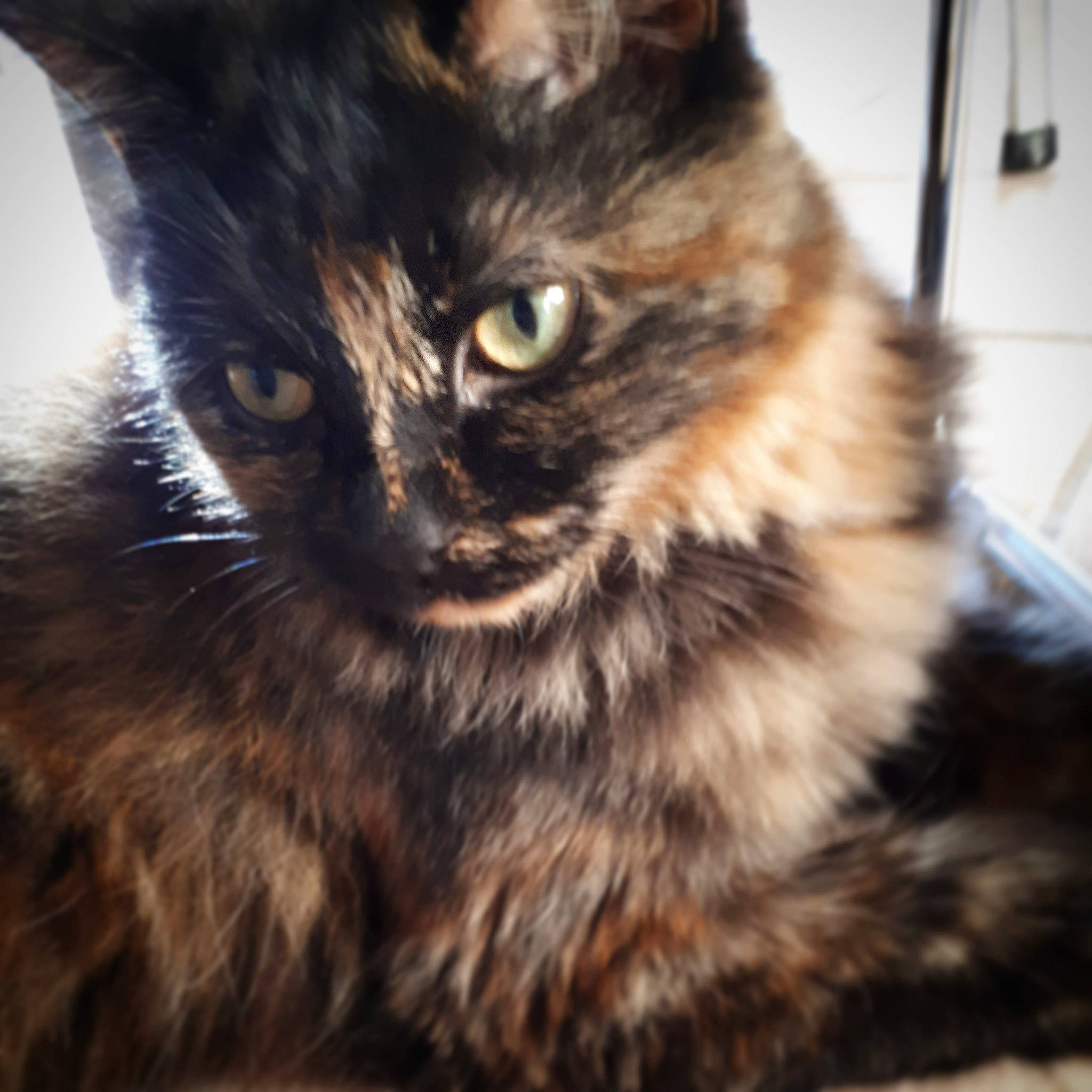 Stella a rejoint le concours — aidez-le/la à gagner de superbes lots ! asian, asian_semi_longhair, british_semi_longhair, carnivore, cat, cymric, domestic_long_haired_cat, domestic_short_haired_cat, european_shorthair, eye, felidae, fur, iris, kitten, mammal, small_to_medium_sized_cats, snout, tabby_cat, vertebrate, whiskers