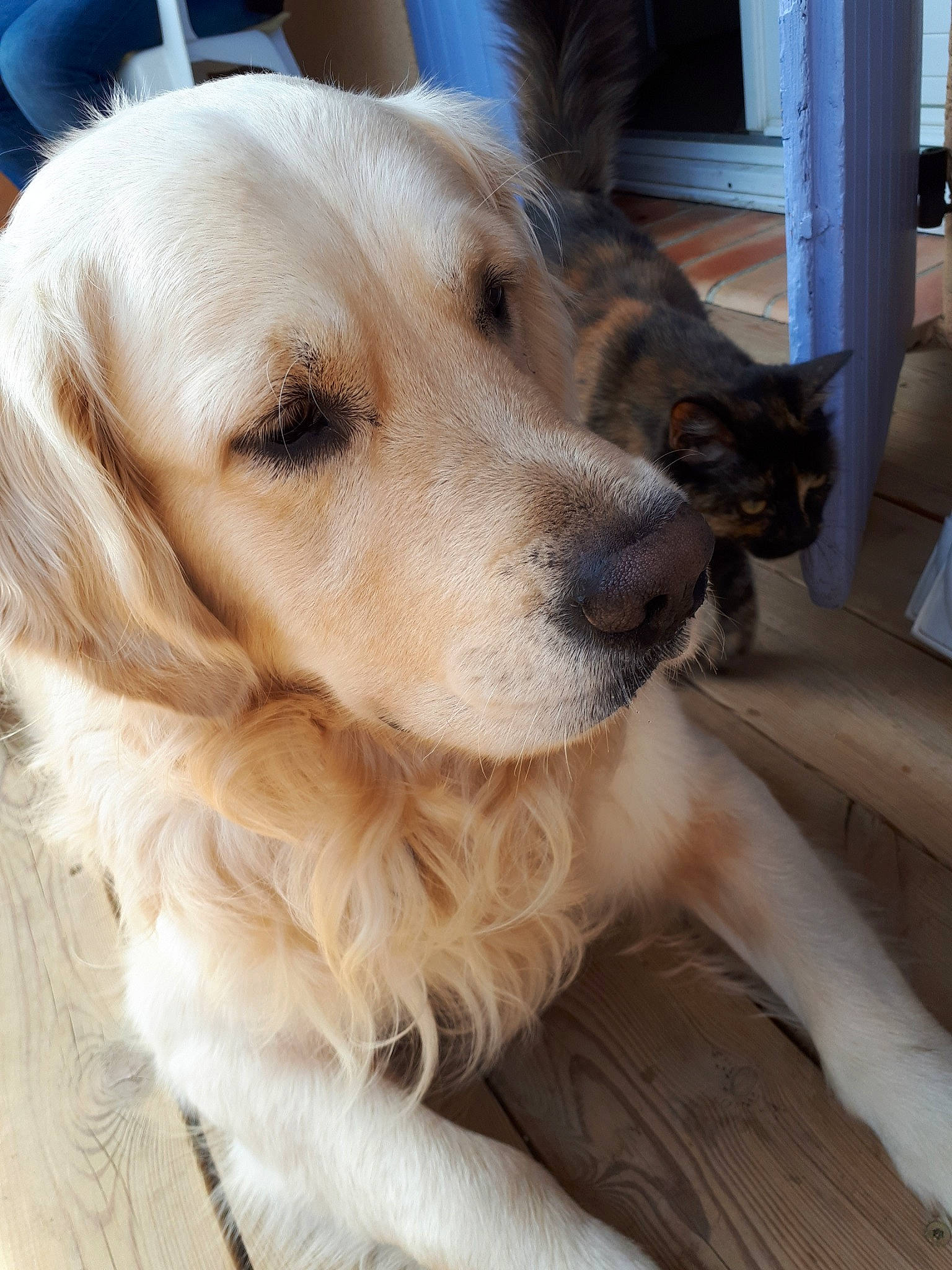 Joss a rejoint le concours — aidez-le/la à gagner de superbes lots ! canidae, carnivore, companion_dog, dog, dog_breed, fawn, golden_retriever, mammal, rare_breed_dog, retriever, small_greek_domestic_dog, snout, sporting_group, vertebrate