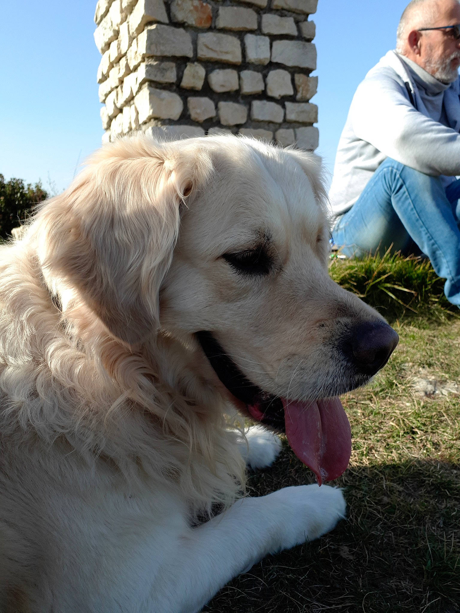 Joss a rejoint le concours — aidez-le/la à gagner de superbes lots ! akbash_dog, canidae, carnivore, companion_dog, dog, dog_breed, fawn, golden_retriever, great_pyrenees, kuvasz, labrador_retriever, livestock_guardian_dog, mammal, maremma_sheepdog, polish_tatra_sheepdog, retriever, slovak_cuvac, snout, sporting_group, vertebrate