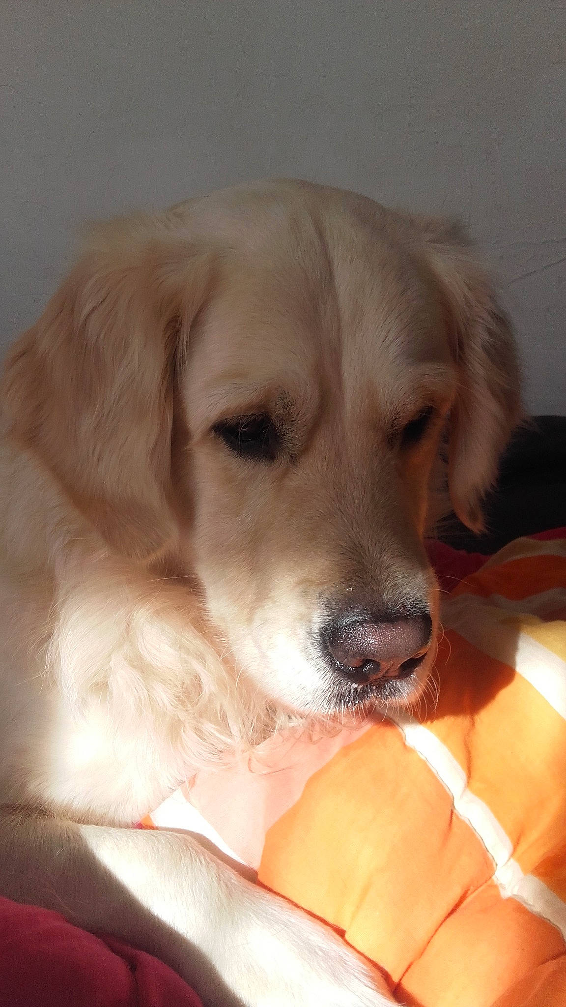 Joss a rejoint le concours — aidez-le/la à gagner de superbes lots ! beagador, canidae, carnivore, companion_dog, dog, dog_breed, fawn, golden_retriever, labrador_retriever, mammal, nose, puppy, puppy_love, rare_breed_dog, retriever, small_greek_domestic_dog, snout, sporting_group, vertebrate