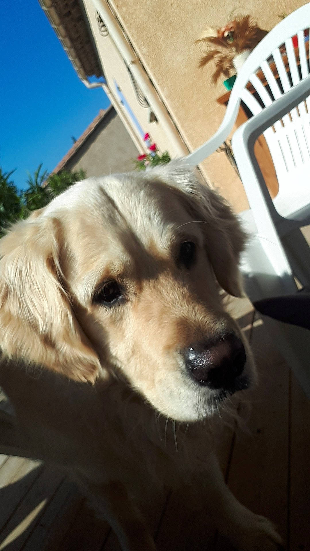 Joss a rejoint le concours — aidez-le/la à gagner de superbes lots ! canidae, carnivore, companion_dog, dog, dog_breed, fawn, golden_retriever, labrador_retriever, mammal, nose, retriever, small_greek_domestic_dog, snout, sporting_group, vertebrate