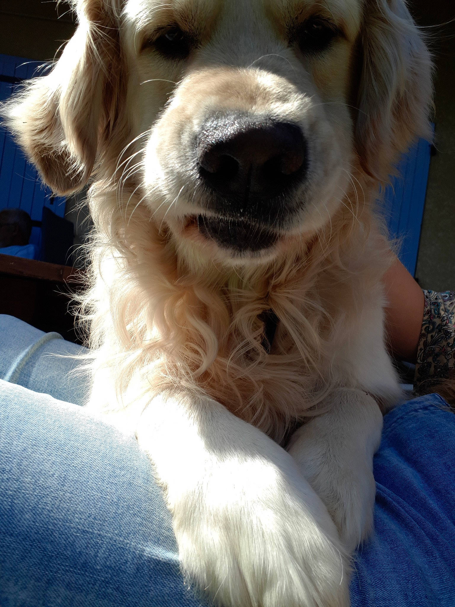 Joss participe au concours pour gagner de l'argent avec cette photo : canidae, carnivore, companion_dog, dog, dog_breed, fur, golden_retriever, mammal, mucuchies, puppy, puppy_love, rare_breed_dog, retriever, small_greek_domestic_dog, snout, spaniel, sporting_group, vertebrate