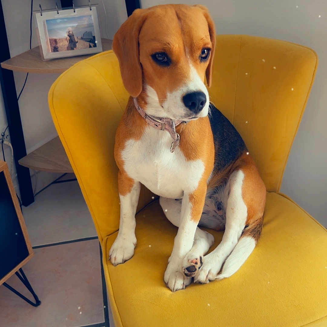 Vany participe au concours pour gagner de l'argent avec cette photo : animal, beagle, black, brown, calm, chair, collar, cute, dog, ears, floor_tiles, furniture, heart_icon, indoor, paw, pet, portrait, sitting, white, yellow_chair