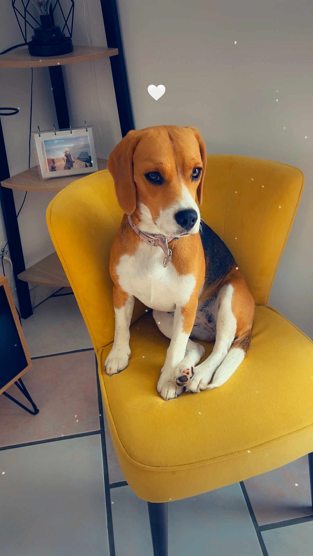 Vany participe au concours pour gagner de l'argent avec cette photo : dog, beagle, chair, yellow_chair, indoor, pet, floor_tiles, collar, heart_icon, furniture, sitting, cute, animal, portrait, calm, brown, white, black, ears, paw