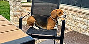 Vany participe au concours pour gagner de l'argent avec cette photo : dog, beagle, chair, outdoor, patio, stone_wall, garden_shed, fence, house, sky, cloud, grass, tile_floor, collar, pet, resting, daytime, backyard, animal, leisure