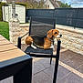 dog, beagle, chair, outdoor, patio, stone_wall, garden_shed, fence, house, sky, cloud, grass, tile_floor, collar, pet, resting, daytime, backyard, animal, leisure