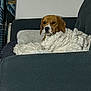 Vany participe au concours pour gagner de l'argent avec cette photo : dog, blanket, couch, indoor, pet, fur, cozy, resting, relaxed, domestic_animal, canine, snug, comfort, furniture, curtains, home, animal, brown, white, living_room