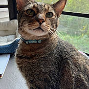 Cooper joined the competition — help win amazing prizes! animal, background, bed, cat, closeup, collar, cozy, curious, domestic_cat, ears, feline, fur, home, indoor, natural_light, pet, sitting, tabby, whiskers, window
