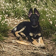 Pepper joined the competition — help win amazing prizes! dog, puppy, german_shepherd, outdoor, nature, grass, flowers, path, stick, animal, pet, canine, young_dog, ears, fur, laying_down, curious, greenery, natural_light, playful