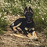 dog, puppy, german_shepherd, outdoor, nature, grass, flowers, path, stick, animal, pet, canine, young_dog, ears, fur, laying_down, curious, greenery, natural_light, playful