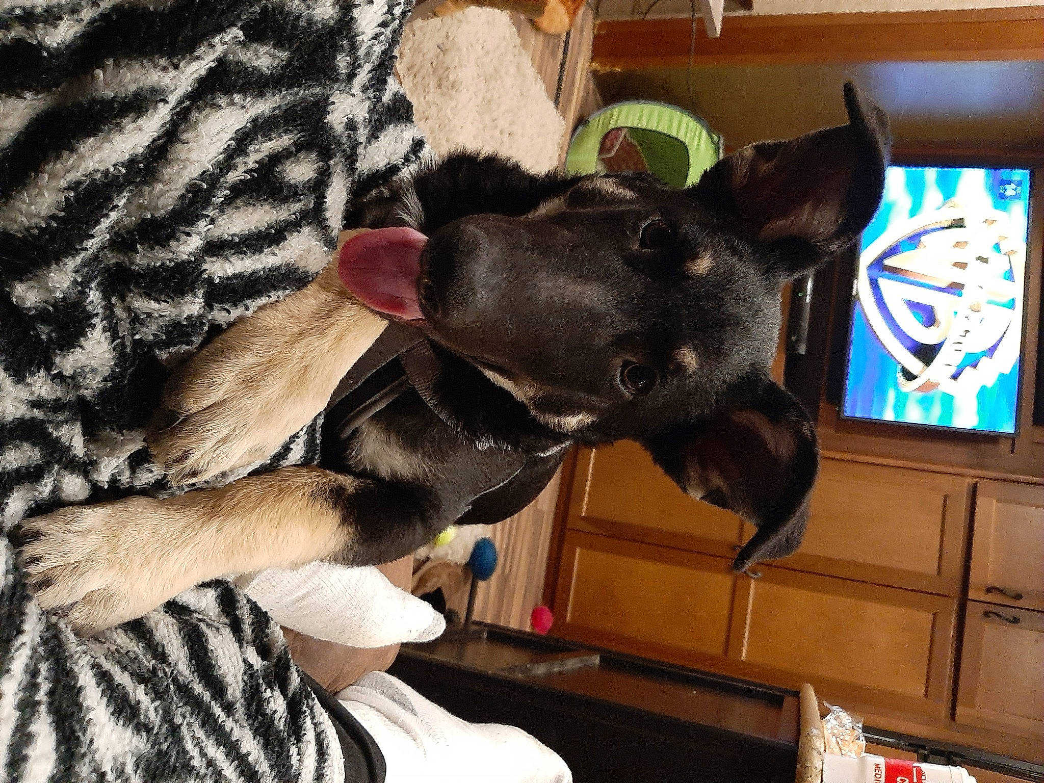 Charlie is registered to the contest to win money with this photo: canidae, carnivore, collar, comfort, companion_dog, dog, dog_breed, dog_supply, ear, fawn, fur, guard_dog, liver, non_sporting_group, snout, sporting_group, tail, whiskers, working_animal