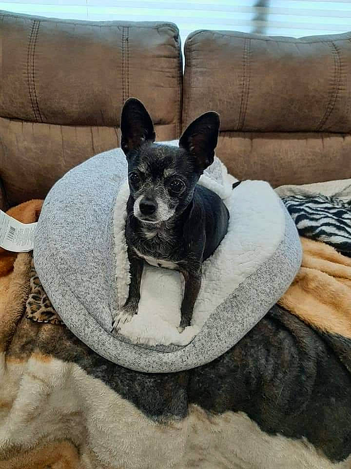 Lilman is registered to the contest to win money with this photo: canidae, carnivore, chair, comfort, companion_dog, couch, dog, dog_breed, dog_supply, fawn, furniture, grey, pet_supply, snout, sporting_group, tableware, tail, toy_dog, whiskers, working_animal