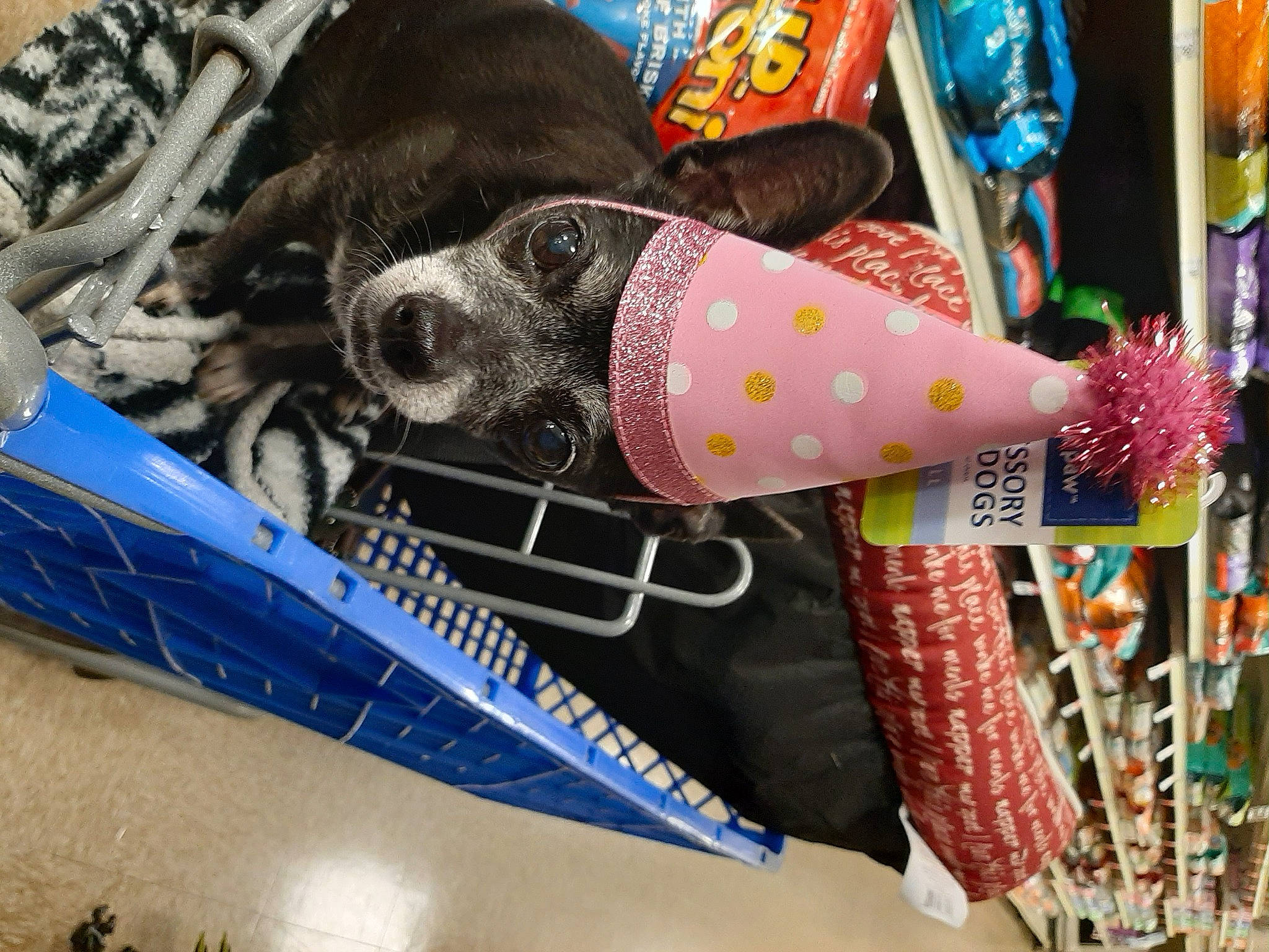 Lilman is registered to the contest to win money with this photo: art, carmine, collar, companion_dog, corgi_chihuahua, craft, dog, dog_breed, event, fashion_accessory, fun, magenta, market, pattern, sporting_group, street_fashion, textile, thread, working_animal, woven_fabric