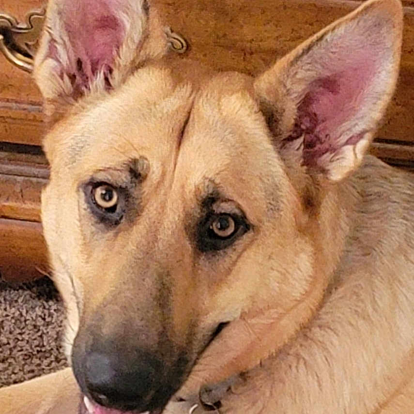Bella