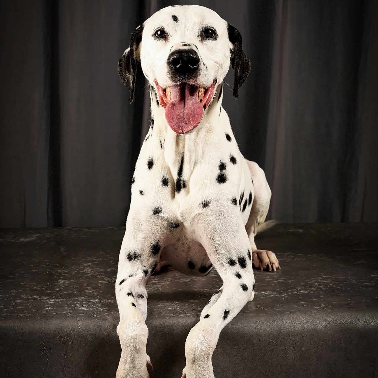 Djah participe au concours pour gagner de l'argent avec cette photo : animal, background, black_spots, canine, dalmatian, dog, ears, fur, happy, indoor, looking_at_camera, nails, paw, pet, portrait, sitting, smiling, studio, tongue_out, white