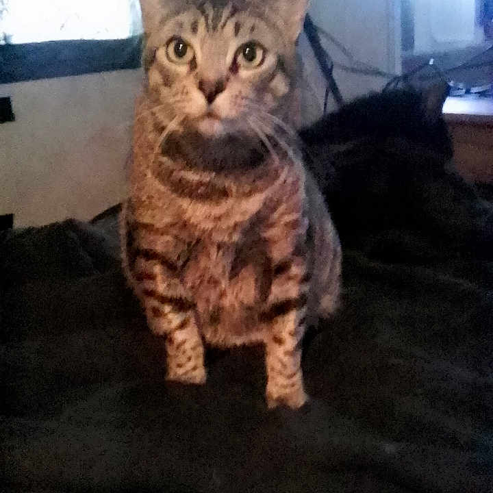 Pookie Boo is registered to the contest to win money with this photo: alert, animal, blanket, cat, cozy, curious, domestic, ears, feline, fur, home, indoor, looking, mammal, pet, sitting, striped, tabby, whiskers, window