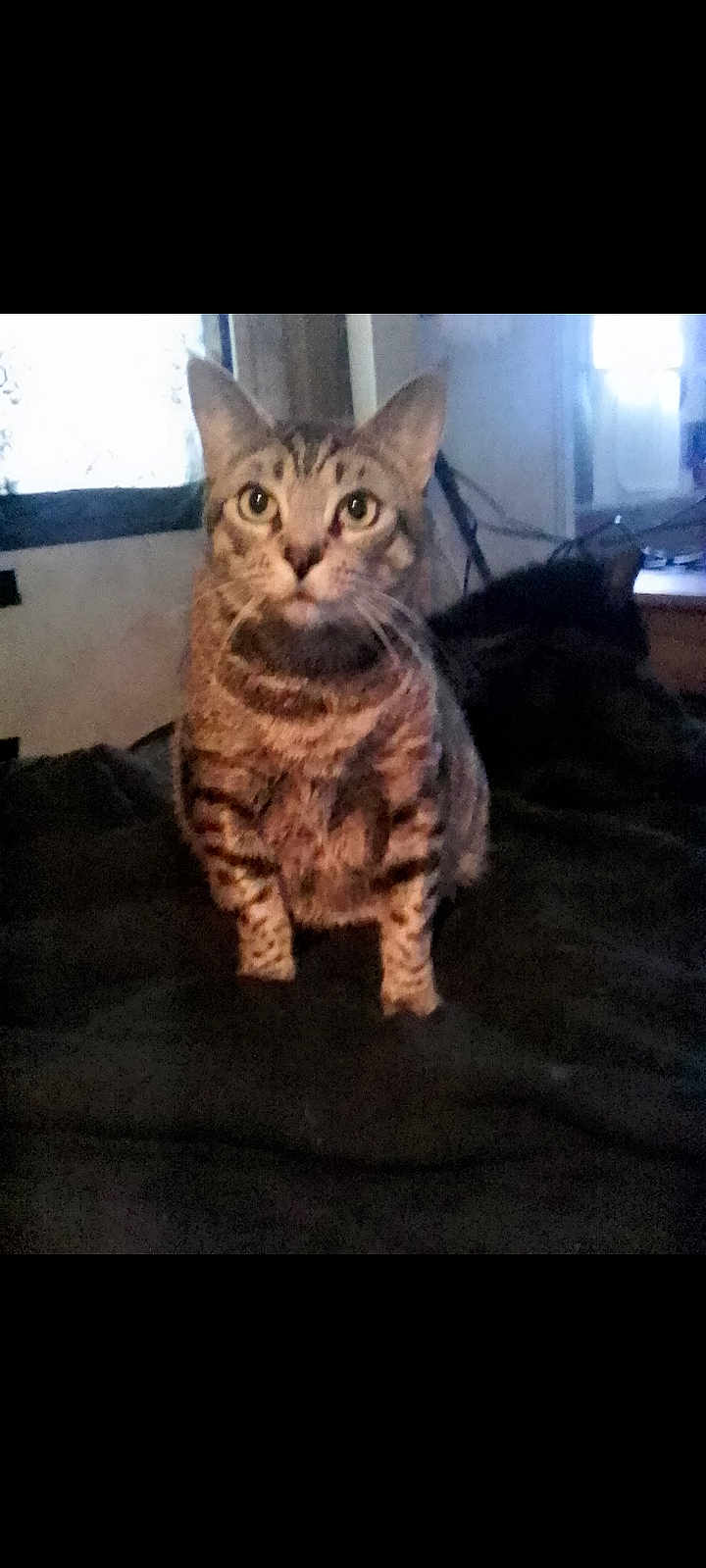 Pookie Boo is registered to the contest to win money with this photo: cat, tabby, pet, indoor, animal, feline, sitting, curious, whiskers, ears, fur, striped, window, blanket, domestic, looking, alert, mammal, home, cozy