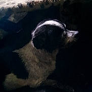 Trixy is registered to the contest to win money with this photo: dog, black_and_white, lying_down, indoor, dim_lighting, pet, animal, fur, profile_view, blanket, floor, resting, quiet, shadow, texture, companion, domestic, calm, side_view, indoor_lighting