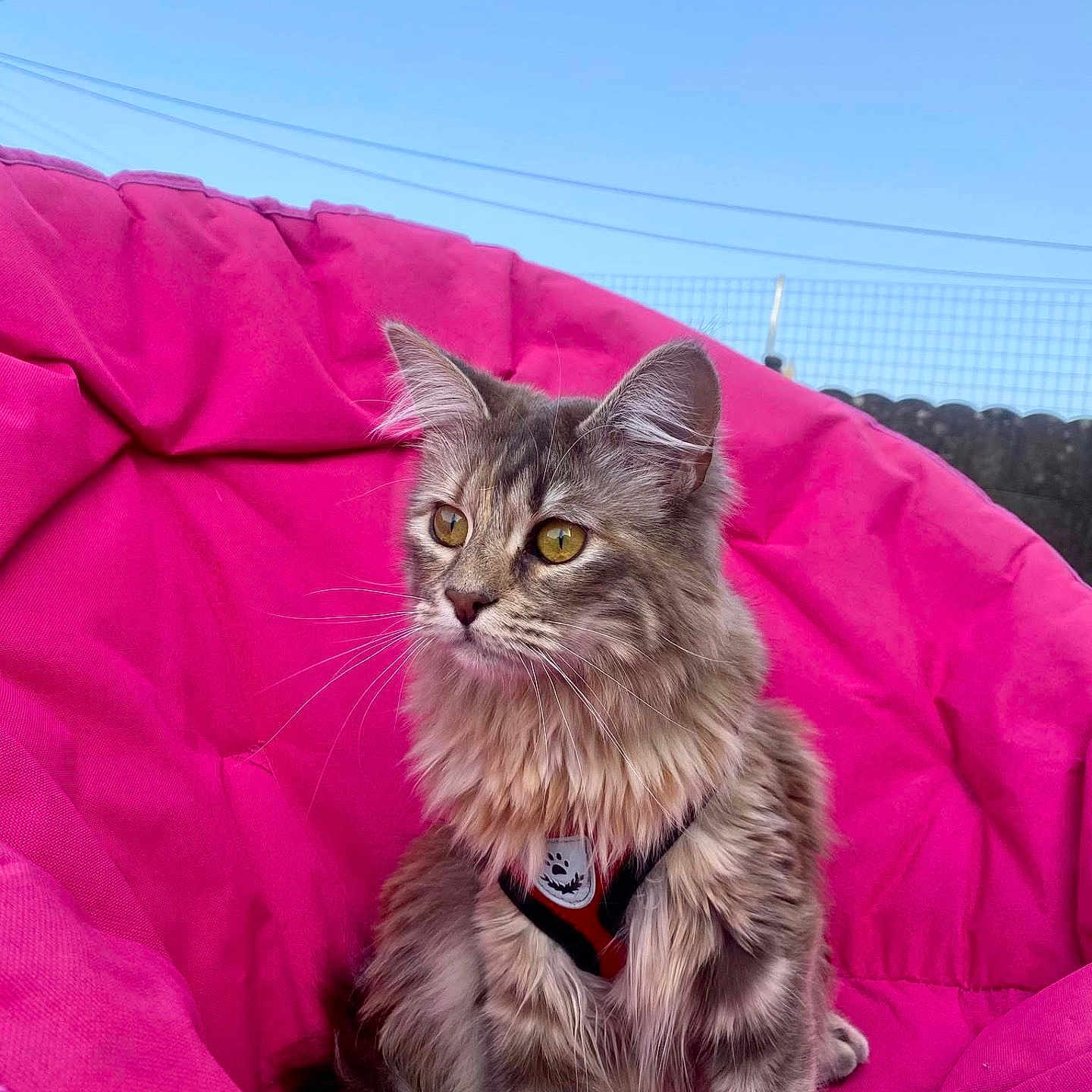 Yuna participe au concours pour gagner de l'argent avec cette photo : abyssinian, animal, architecture, beanbag, blanket, building, cat, couch, cushion, den, furniture, homedecor, kitten, manx, outdoors, person, pet, purple, quilt, shelter