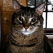 Timmy joined the competition — help win amazing prizes! animal, big_eyes, brown_tabby, cat, close_up, cozy, curious, domestic_cat, ears, fur, home_interior, indoor, pet, portrait, sitting, snow_outside, tabby_cat, whiskers, window, wooden_paneling