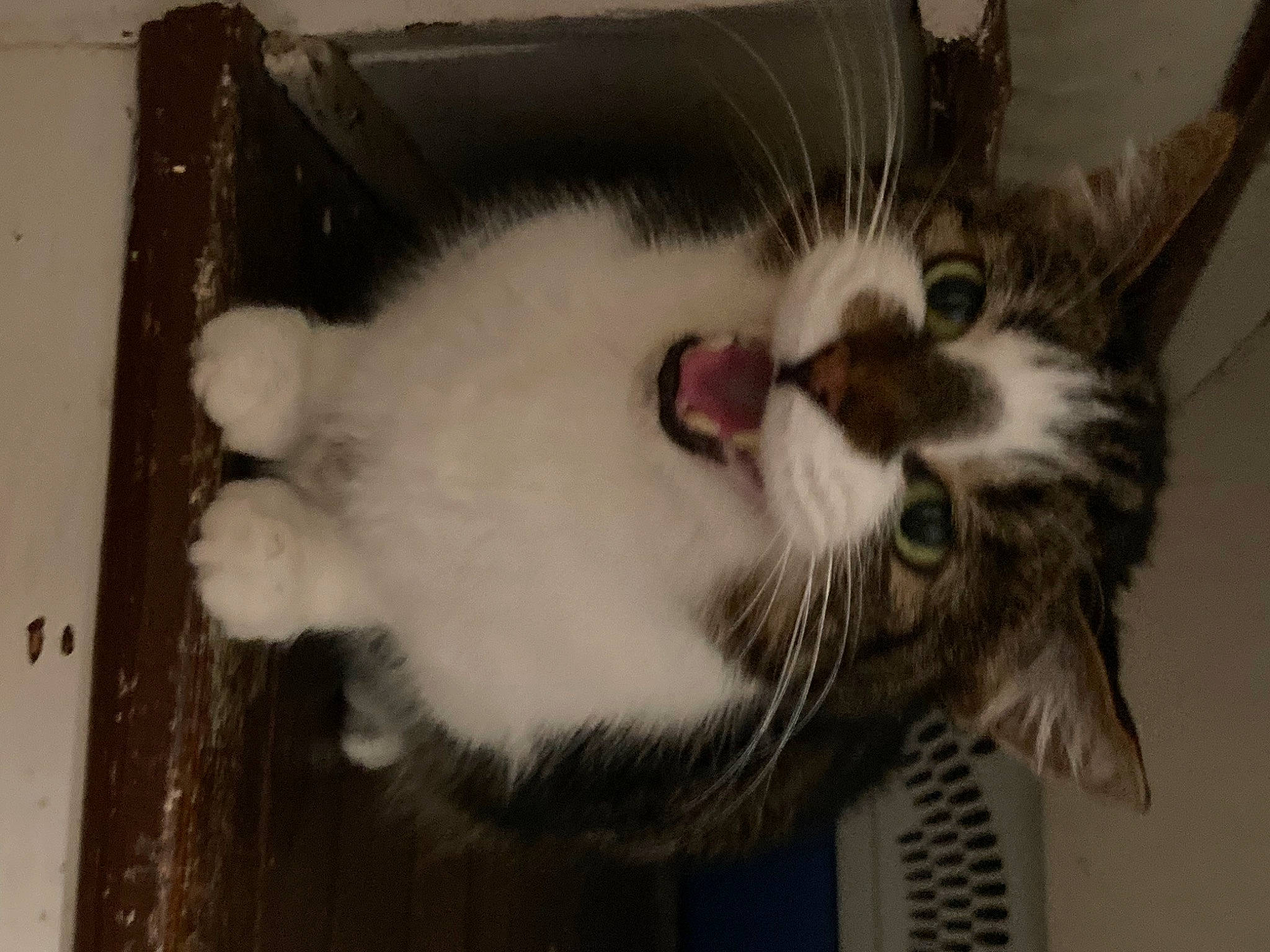 Princess joined the competition — help win amazing prizes! carnivore, cat, claw, domestic_short_haired_cat, eye, felidae, fur, mammal, paw, small_to_medium_sized_cats, tail, whiskers