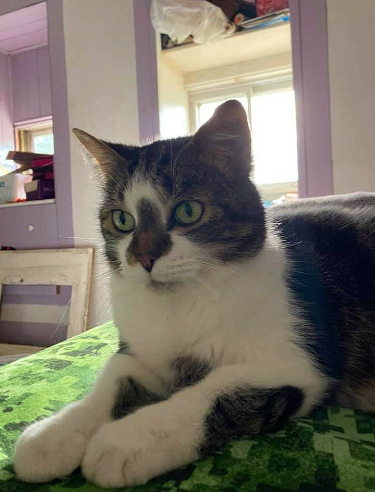 Princess is registered to the contest to win money with this photo: cabinetry, carnivore, cat, comfort, domestic_short_haired_cat, door, drawer, eye, felidae, fur, grass, lamp, sitting, small_to_medium_sized_cats, snout, tail, television, terrestrial_animal, whiskers, window