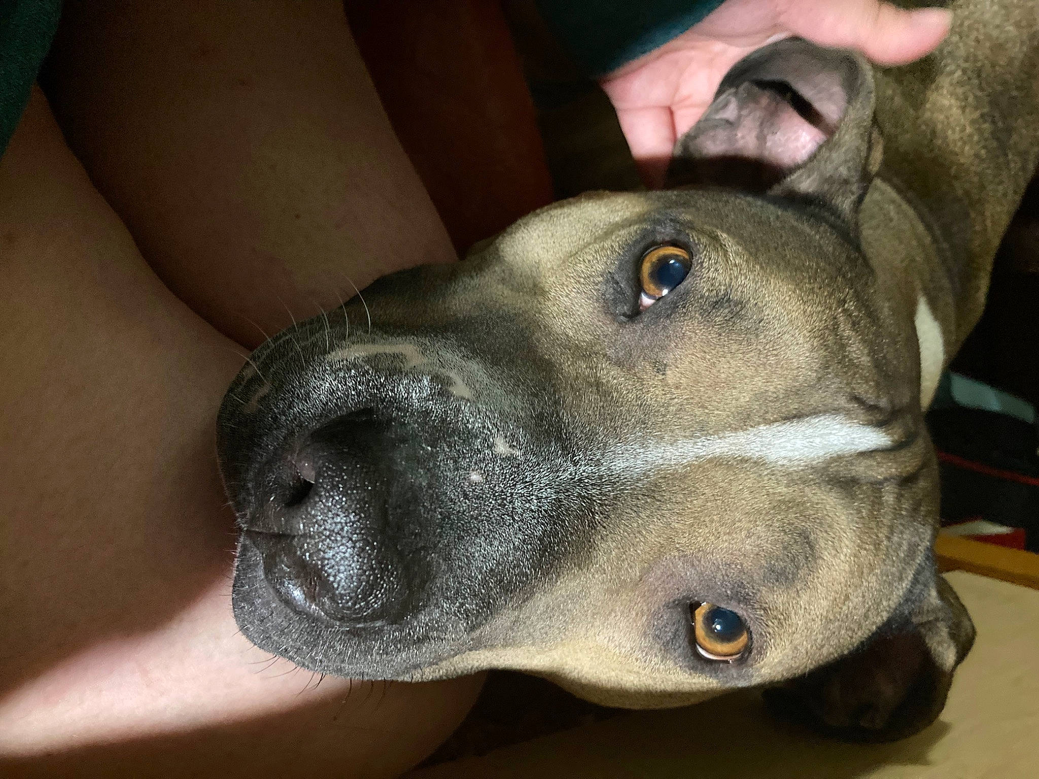 Jasper Nathaniel joined the competition — help win amazing prizes! canidae, carnivore, collar, dog, dog_breed, ear, elbow, fawn, guard_dog, human_leg, metal, non_sporting_group, snout, sporting_group, whiskers, working_animal