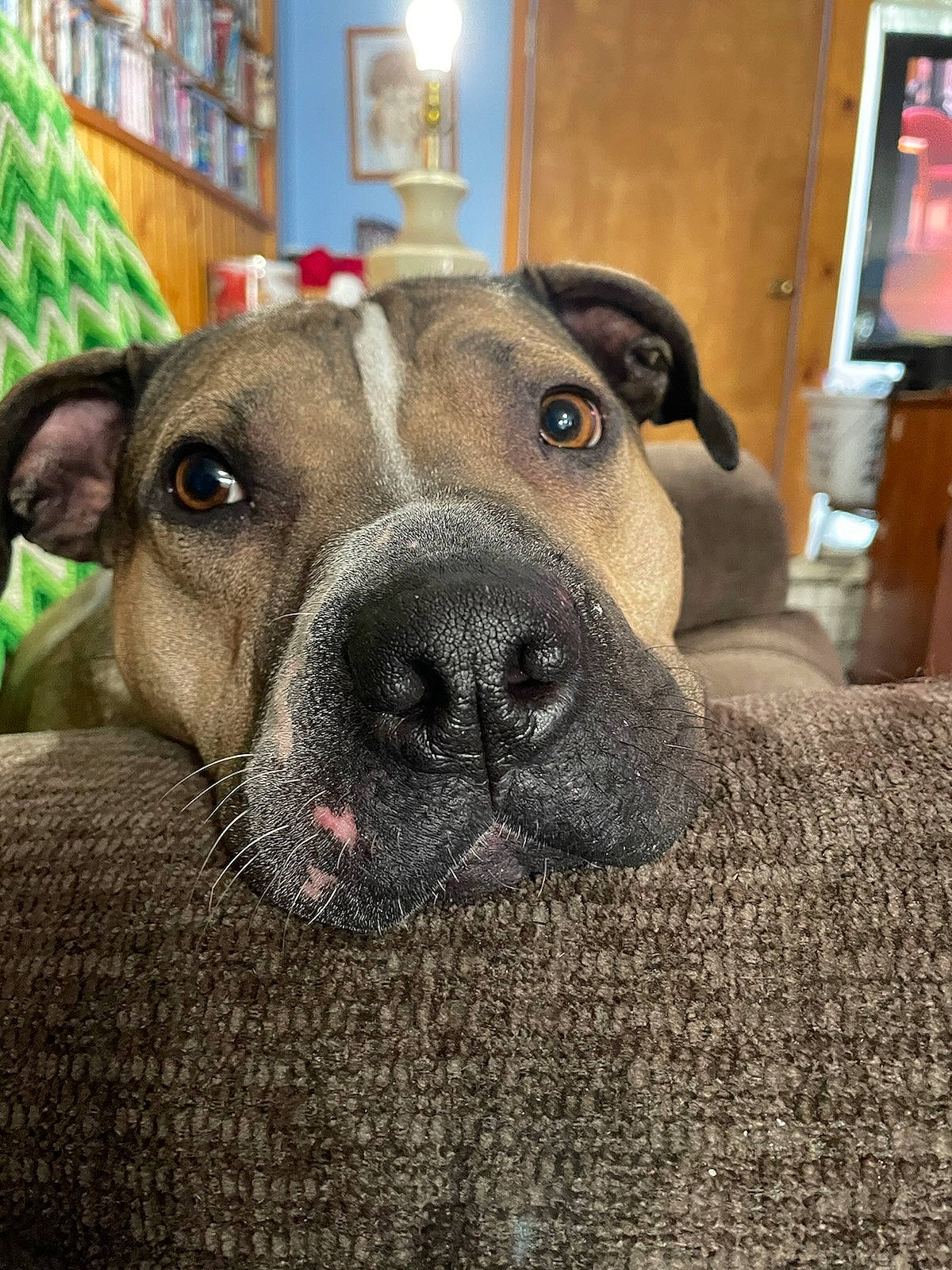 Jasper Nathaniel is registered to the contest to win money with this photo: bored, carnivore, collar, comfort, companion_dog, dog, dog_breed, ear, fawn, guard_dog, non_sporting_group, selfie, snout, sporting_group, terrestrial_animal, whiskers, window, working_animal, working_dog, wrinkle