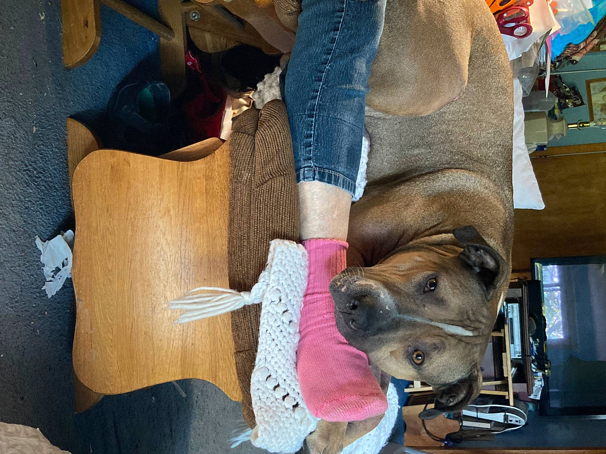 Jasper Nathaniel is registered to the contest to win money with this photo: art, carmine, carnivore, collar, comfort, companion_dog, denim, dog_breed, electric_blue, fashion_accessory, fawn, foot, fur, headgear, human_leg, pet_supply, thigh, wood, working_animal, wrist