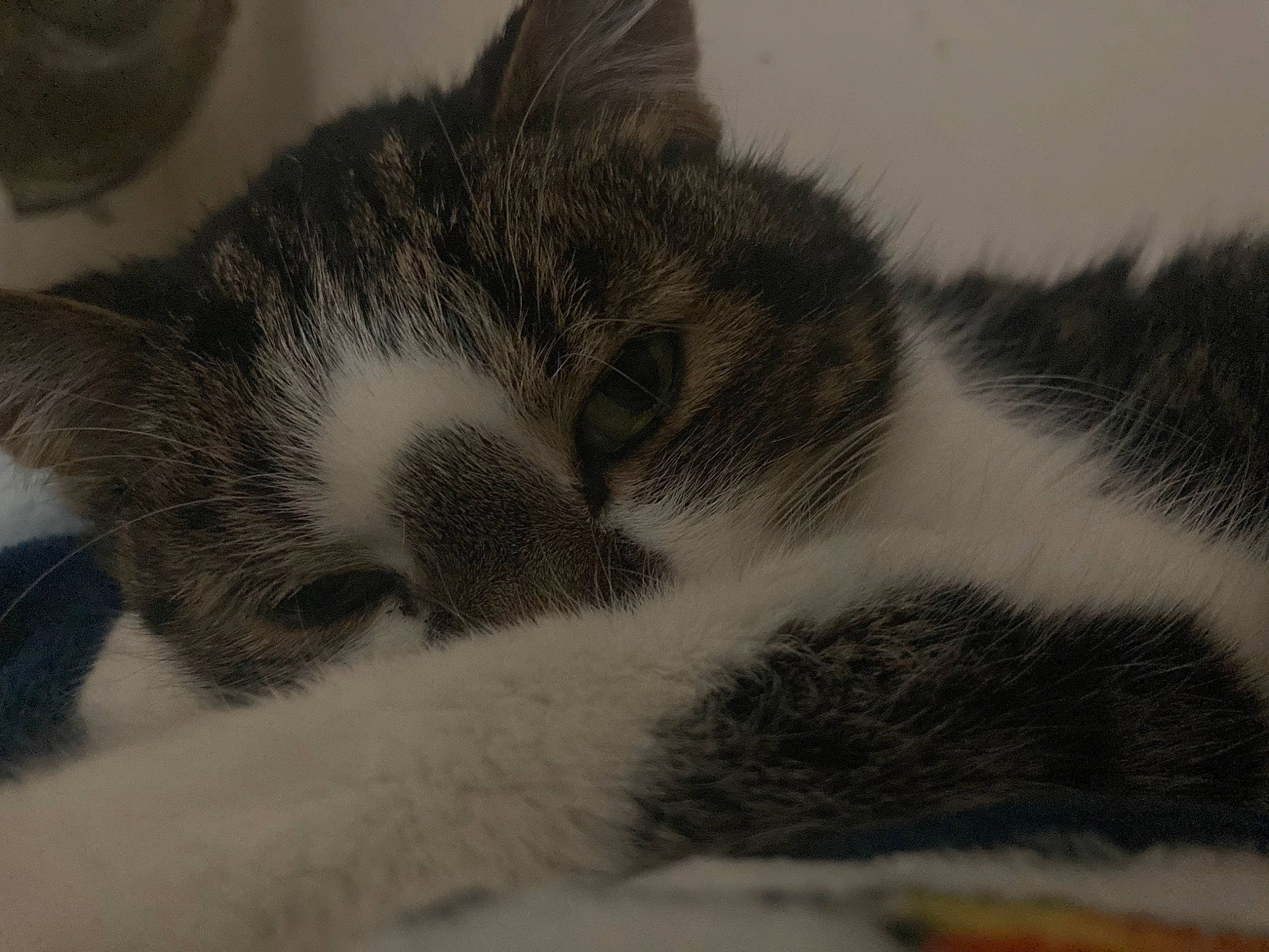 Princess joined the competition — help win amazing prizes! carnivore, cat, comfort, domestic_short_haired_cat, felidae, fur, grey, nap, paw, sleep, small_to_medium_sized_cats, snout, tail, whiskers