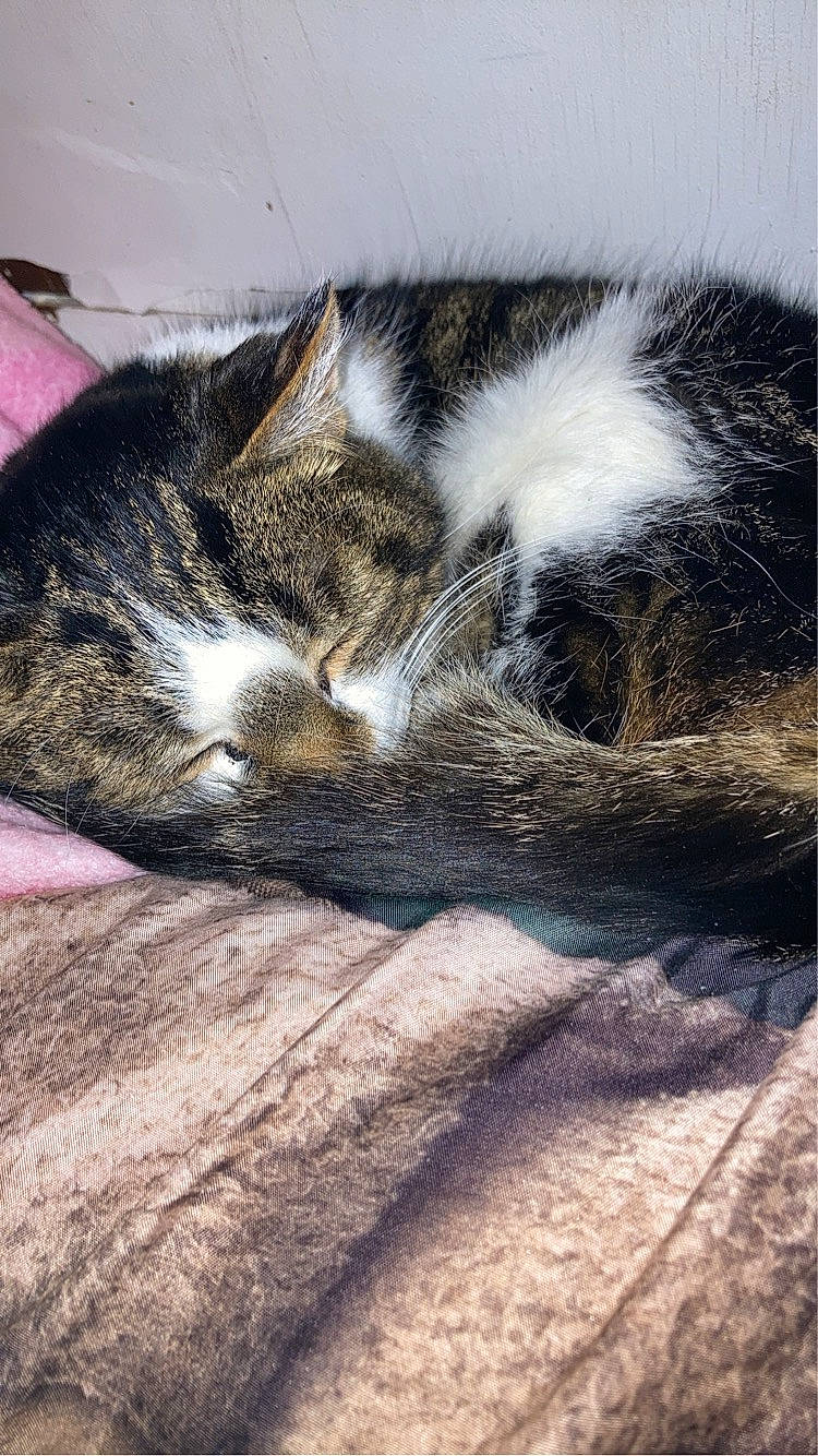 Princess is registered to the contest to win money with this photo: carnivore, cat, claw, cloud, comfort, domestic_short_haired_cat, felidae, flooring, fur, grass, nap, paw, sand, sleep, small_to_medium_sized_cats, snout, tail, terrestrial_animal, whiskers, wood